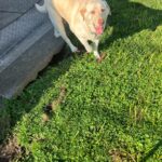 Dog Poop Pickup in Plymouth Michigan