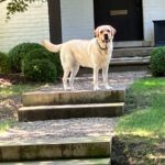 Dog Poop Pickup in Plymouth Michigan