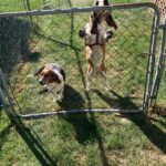 Dog Poop Pickup in Plymouth Michigan