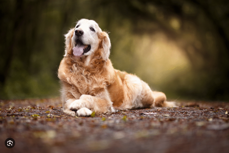 Dog Poop Pickup in Plymouth Michigan