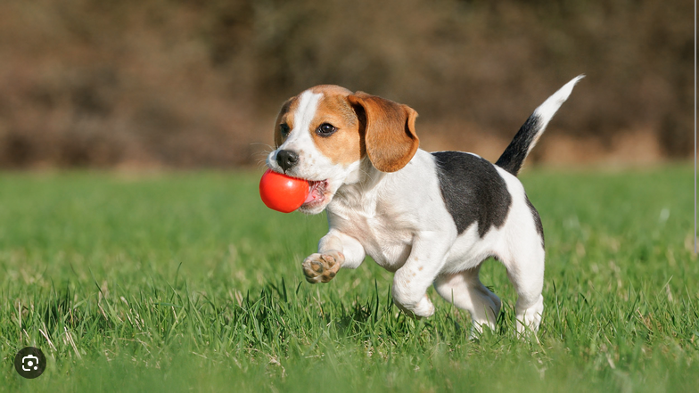 Dog Poop Pickup in Plymouth Michigan